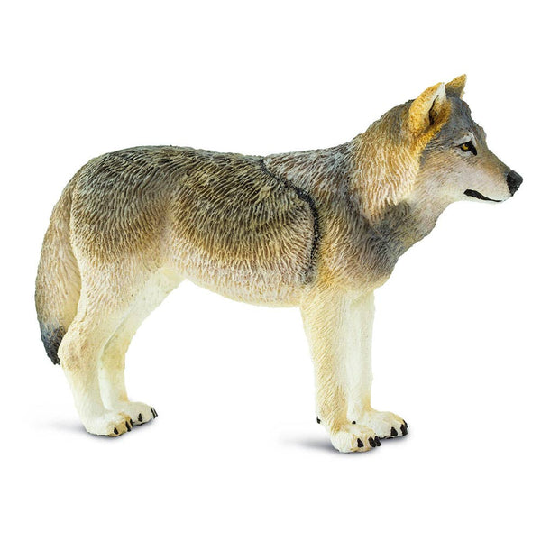 Gray Wolf - 100509