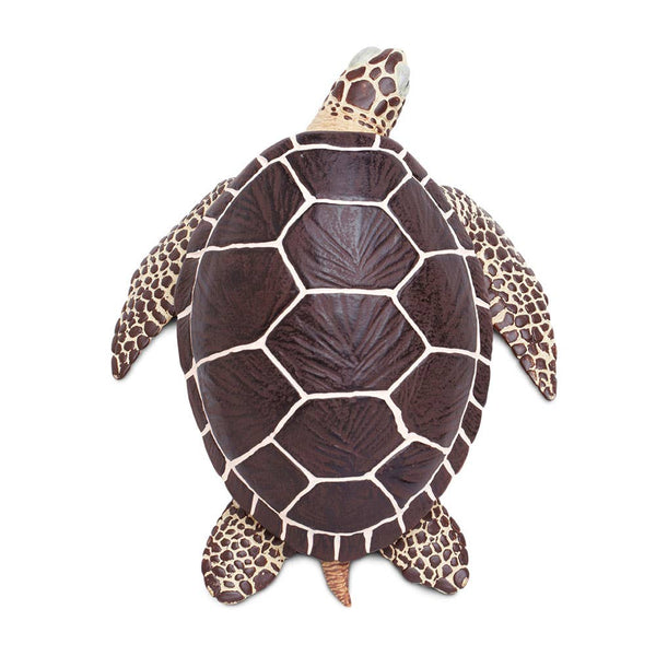 Sea Turtle - 260429