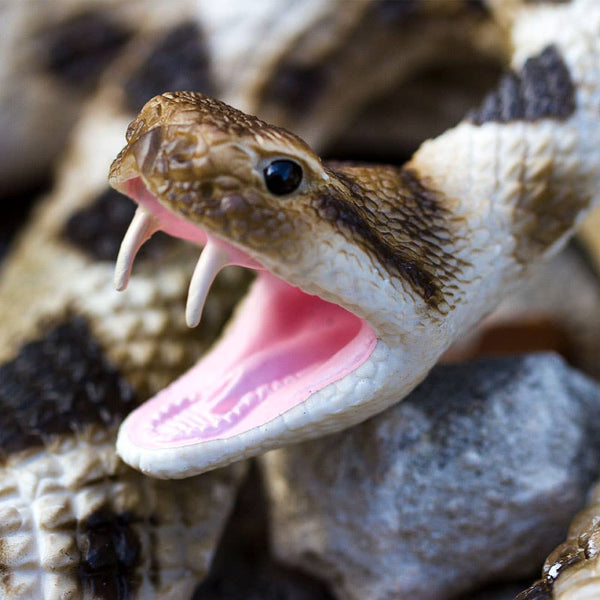 Eastern Diamondback Rattlesnake - 269329