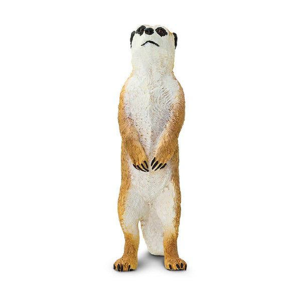 Meerkat - 224629