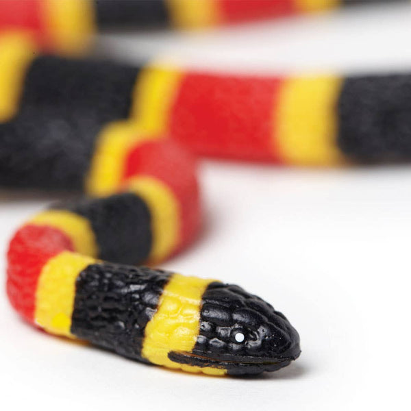 Coral Snake Baby - 263329