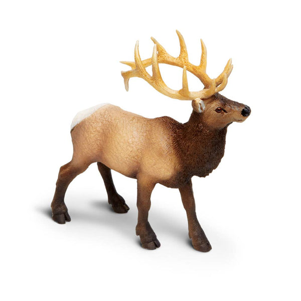 Elk Bull - 180329