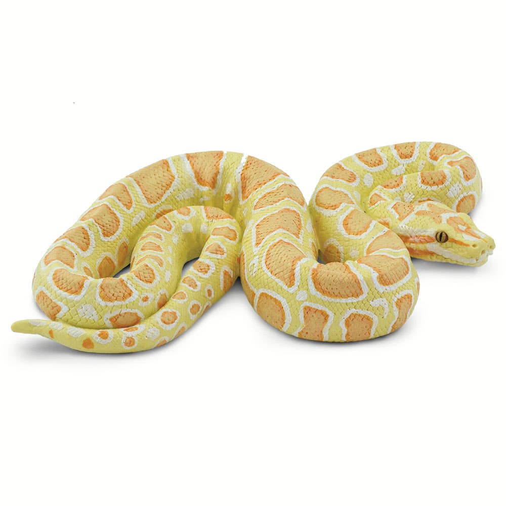 Albino Burmese Python - 100250