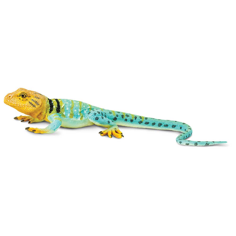 Collared Lizard - 271029