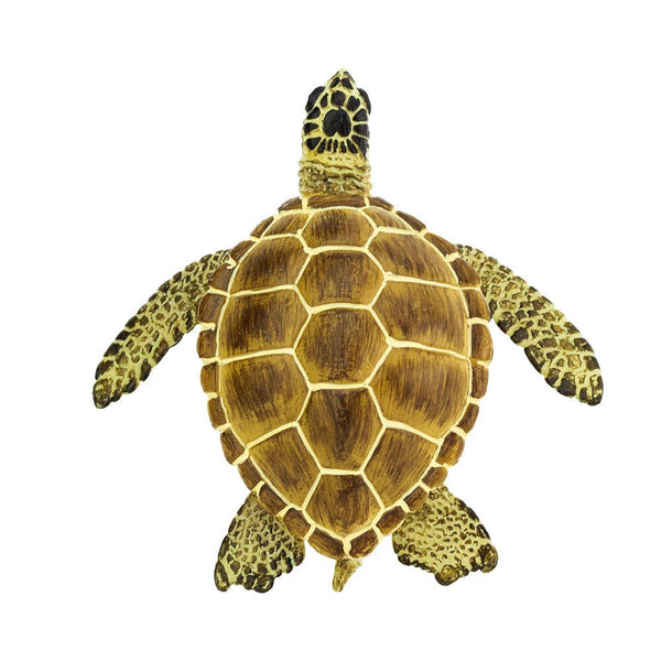 Loggerhead Turtle - 220229