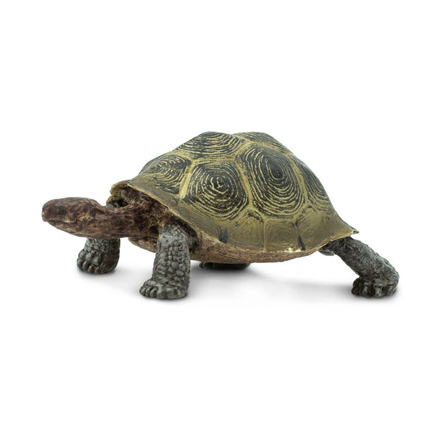 Desert Tortoise - 295329