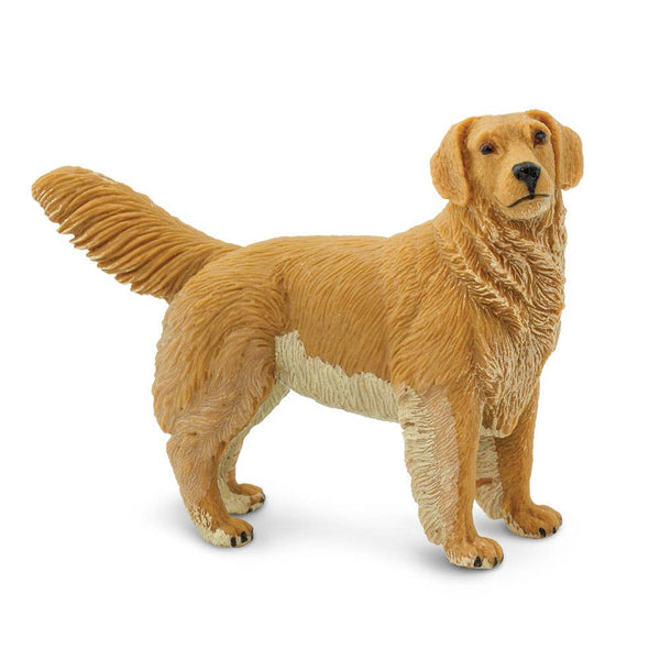 Golden Retriever - 253129