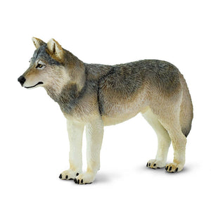 Gray Wolf - 100509