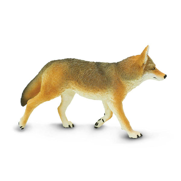 Coyote - 113089