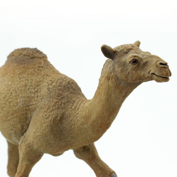 Dromedary Camel - 222429