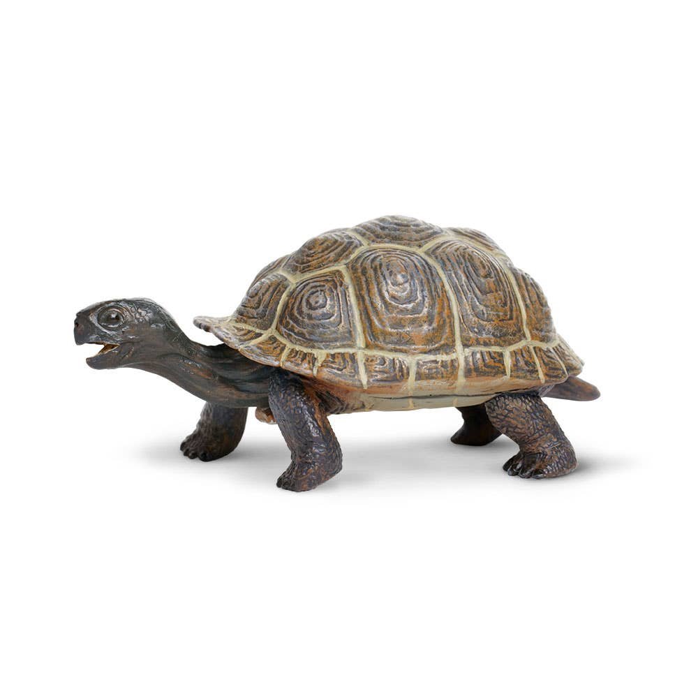 Tortoise Baby - 260829