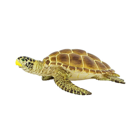 Loggerhead Turtle - 220229