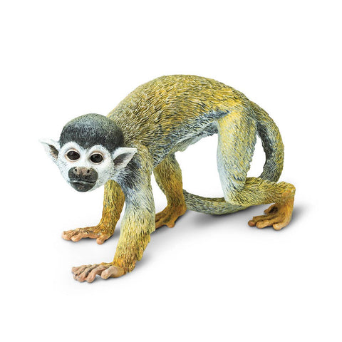 Squirrel Monkey - 269829