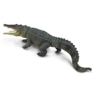 Saltwater Crocodile - 262629