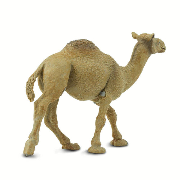 Dromedary Camel - 222429