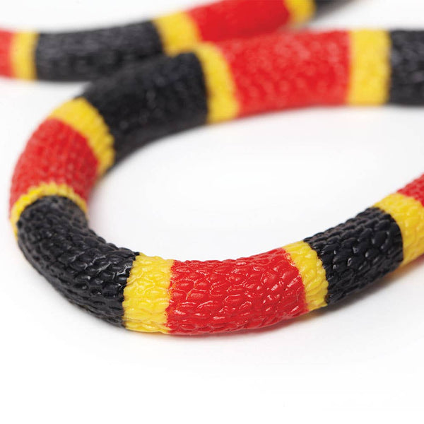 Coral Snake Baby - 263329