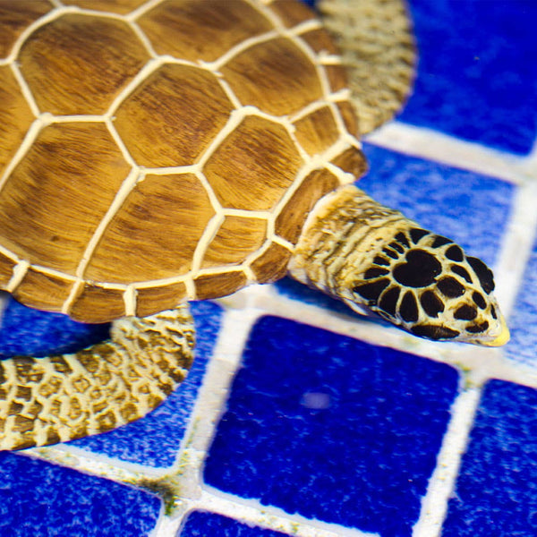 Loggerhead Turtle - 220229