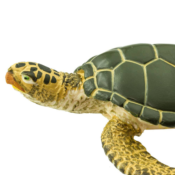 Green Sea Turtle - 274329