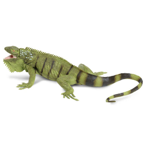 Iguana - 267729