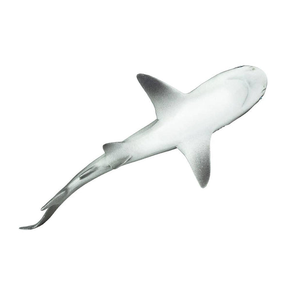 Gray Reef Shark - 100099