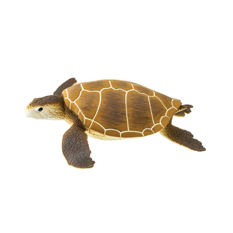 Green Sea Turtle - 202329