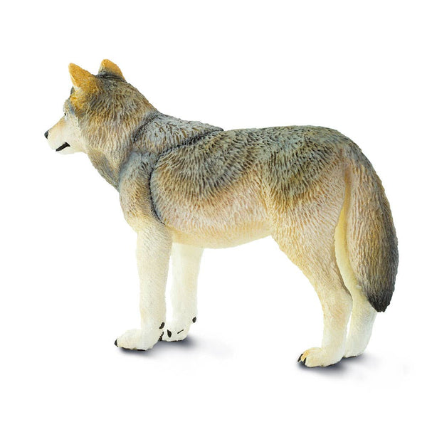 Gray Wolf - 100509