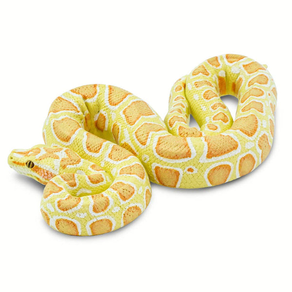 Albino Burmese Python - 100250