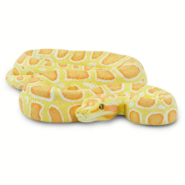 Albino Burmese Python - 100250