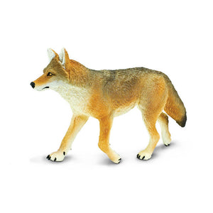 Coyote - 113089