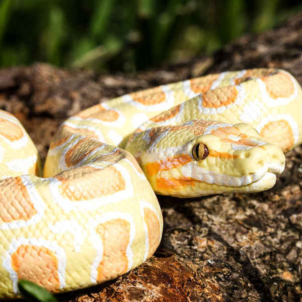 Albino Burmese Python - 100250