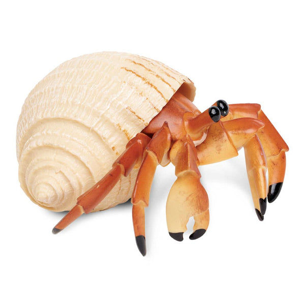 Hermit Crab - 267529