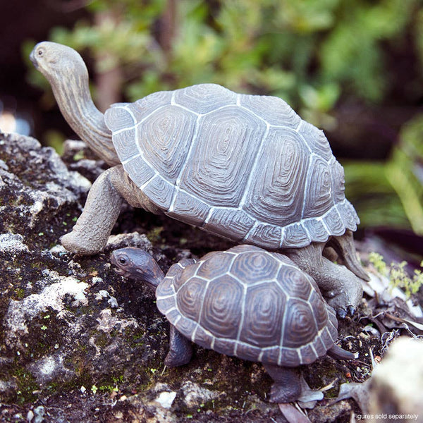 Tortoise Baby - 260829