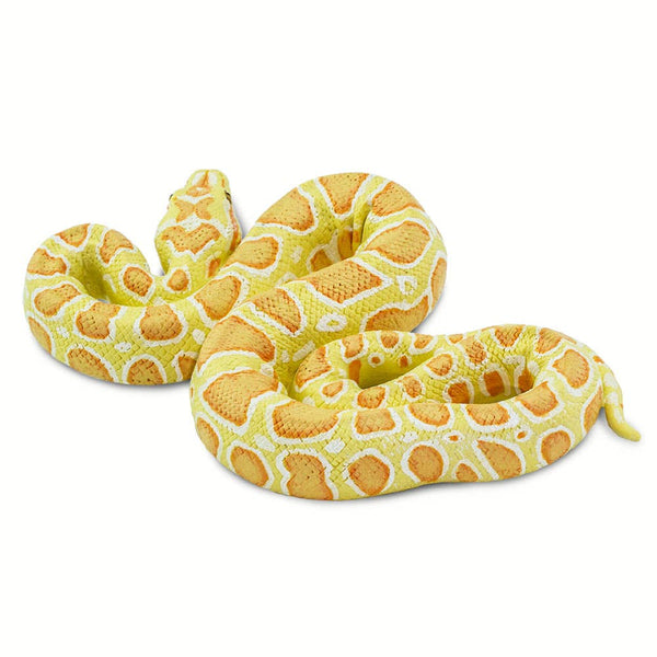 Albino Burmese Python - 100250