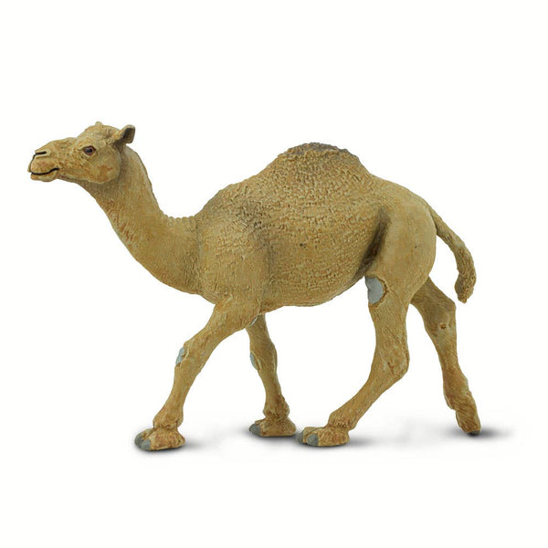 Dromedary Camel - 222429