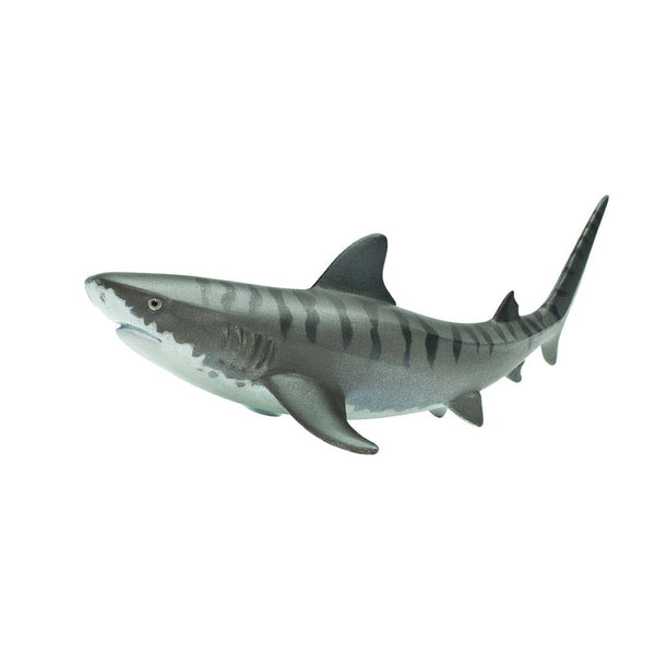 Tiger Shark - 202229