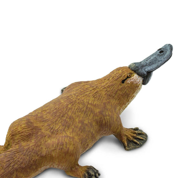 Platypus - 283529